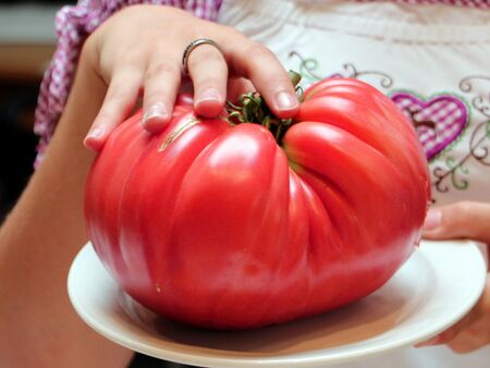 großer Fleischparadeiser