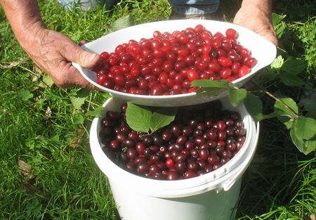 helle und dunkle Dirndln zur Erntezeit im August und September