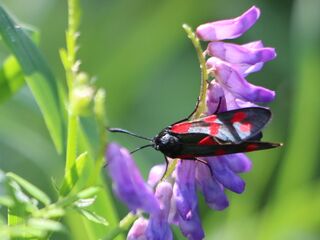 Widderchen auf Vogel-Wicke