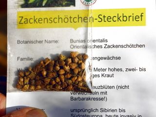 Zackenschötchen Samenkarte