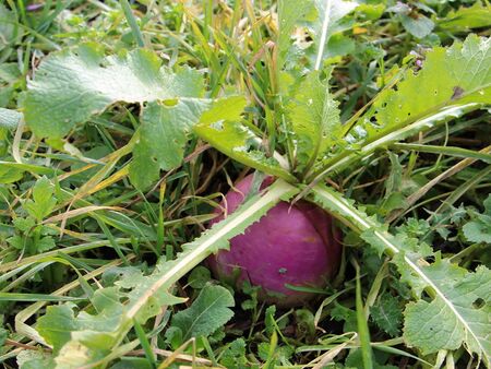 Führung im Winter: Speiserübchen Ende Dezember