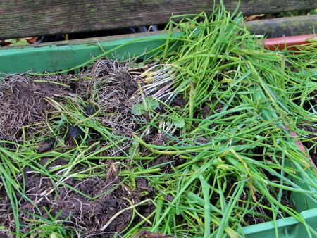 Schnittlauch zum Durchfrieren - Reiz zum frühen Antreiben