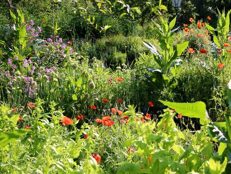 Naturgarten Vielfalt - Karden