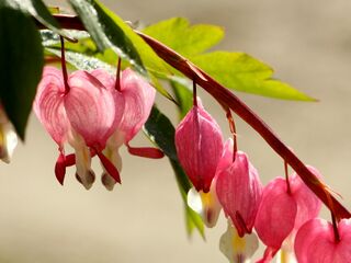 Herzerlblüten in den Steinschaler Gärten