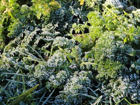 Krause Petersilie im Spätherbst - Reif