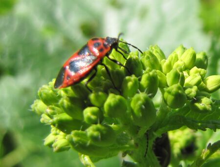 Käfer auf Kreuzblütler-Blüte