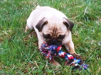 Hund von Laurent Amann