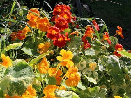 Blütenpracht der Kapuzinerkresse