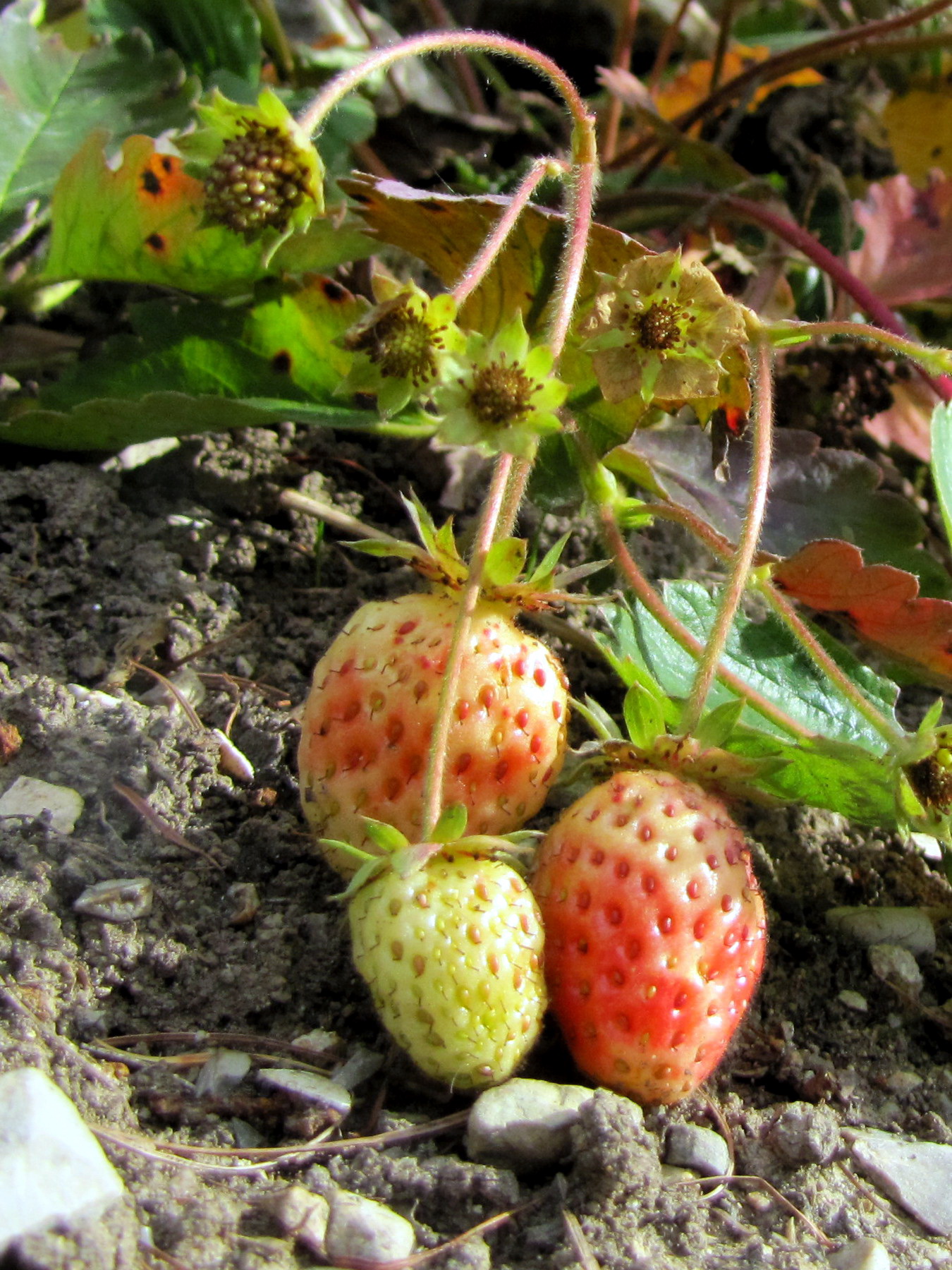 Späte Erdbeere im November