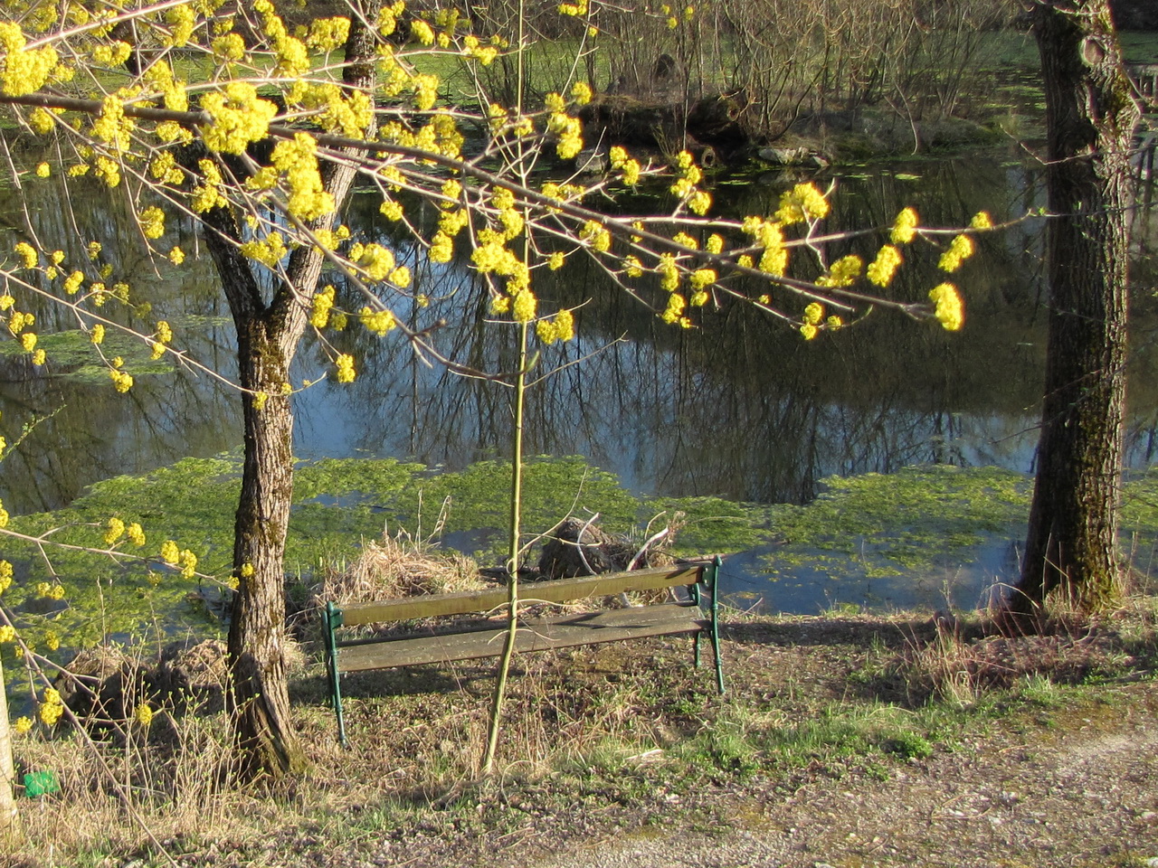 Frühjahr am Teich zur Dirndlblüte