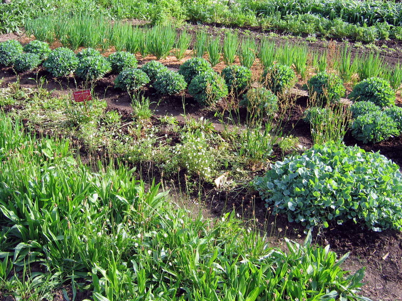 SG W-Kräutergarten.jpg