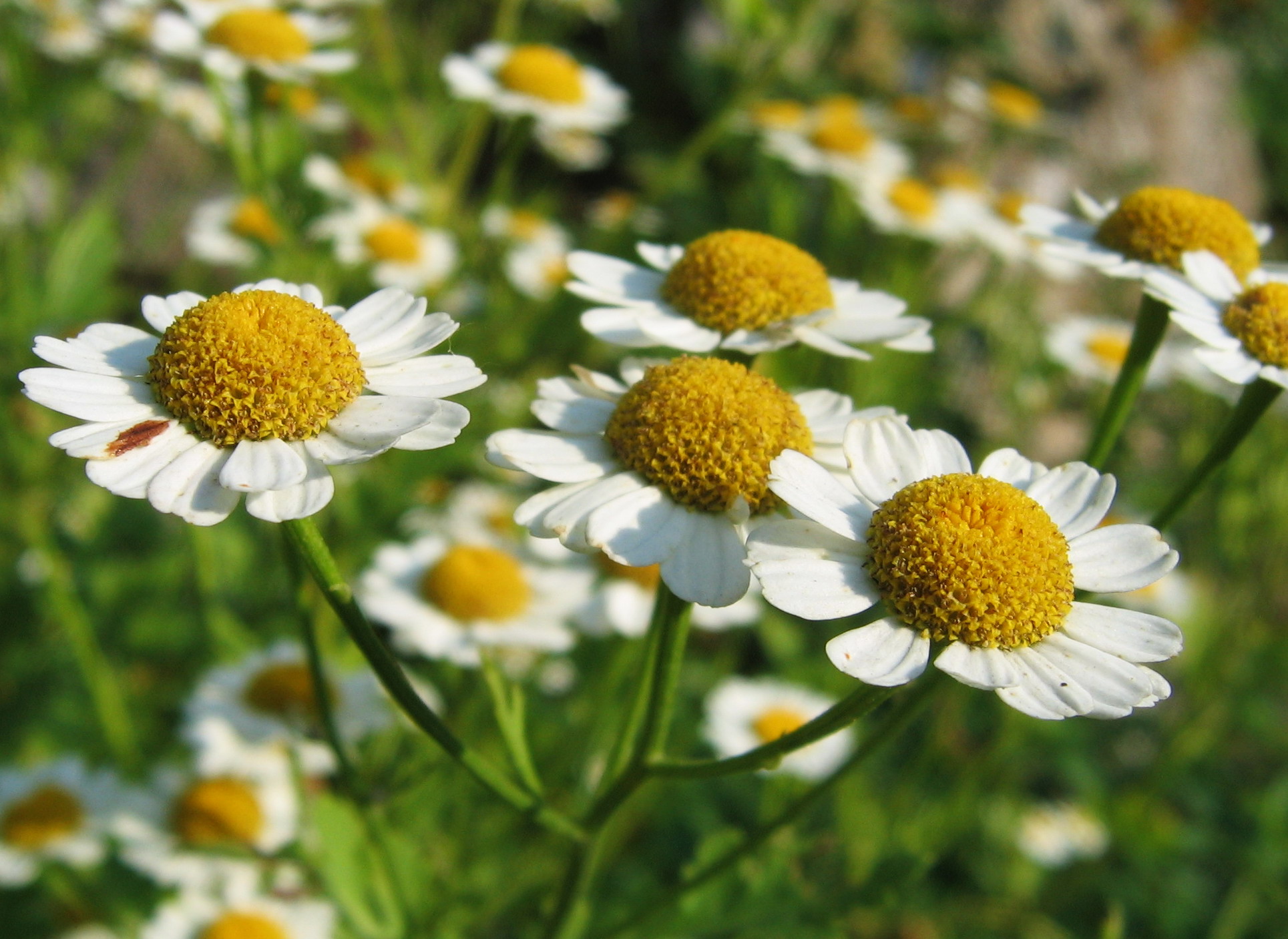 Kamille in Blüte.jpg