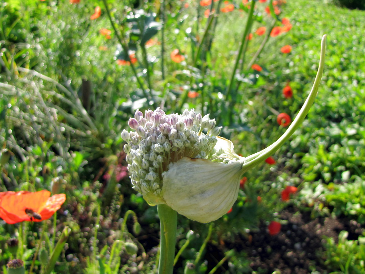 Alliulmblüte