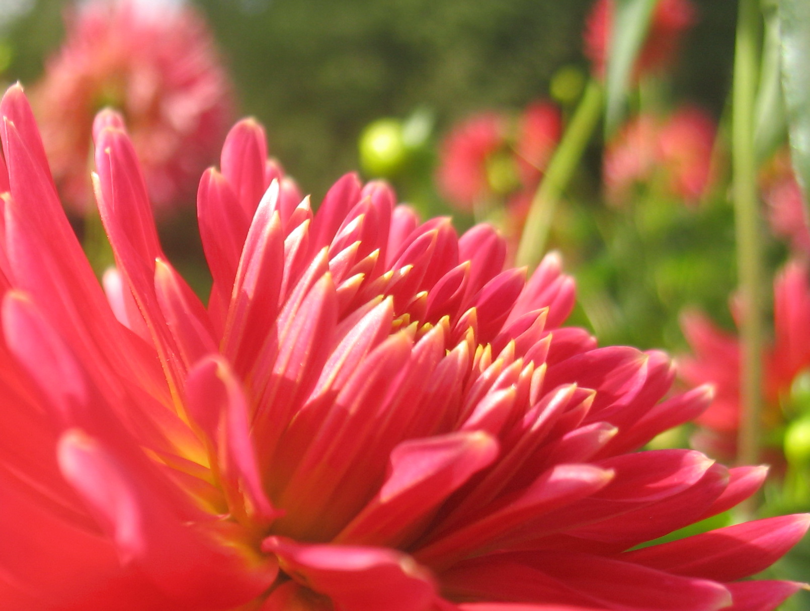 Dahlienblüte