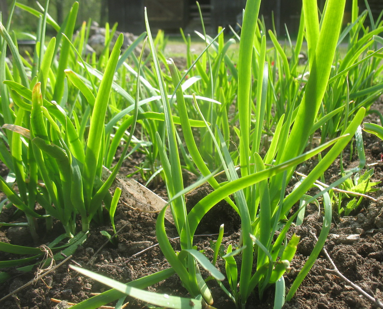 Bild:SG Knolauch.jpg