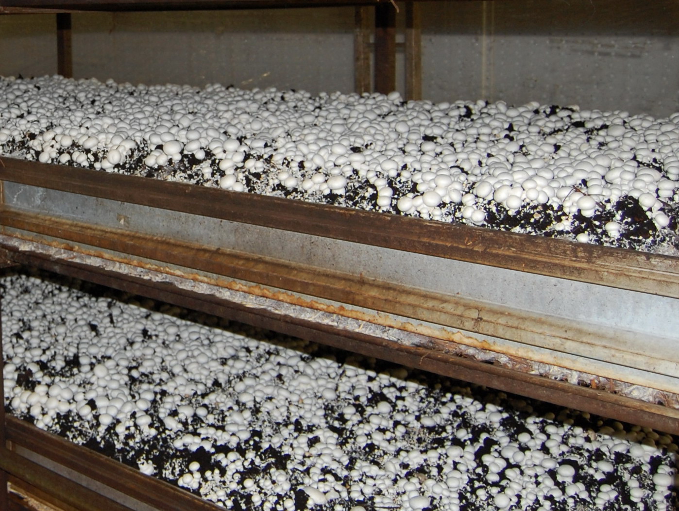 Champignon Weissenbacher