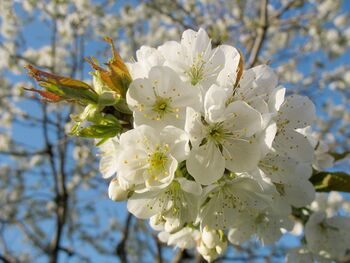 Birnenblüten-Bündel