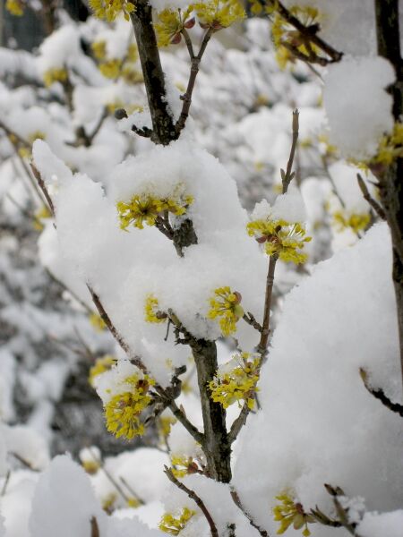Dirndlzweig mit Blüte im Schnee