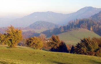 Dirndlstauden im Herbst