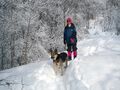 Wandern mit Hund - Winter.jpg