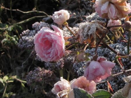 Rosen nach dem ersten Frost