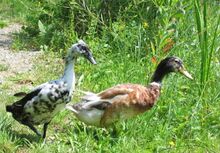 Auch Tiere fühlen sich im Naturgarten wohl