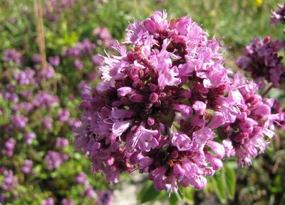 Dostblüte