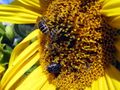 SG-Biene auf Sonnenblume.jpg