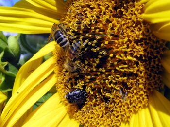 Biene auf Sonnenblume