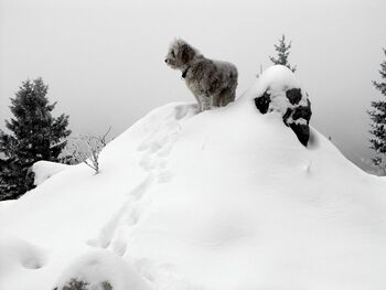 Paula - der Gipfelhund