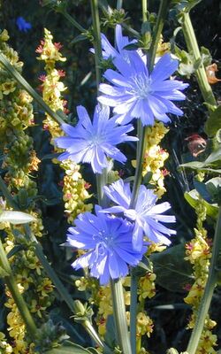 Wegwartenblüte