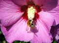 SG-Blüte Biene 1.jpg