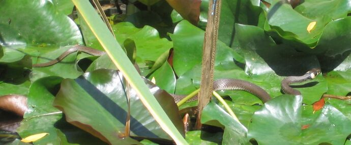 Wassernatter auf Seerosen