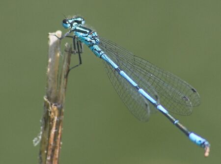 Libelle blau am Teich