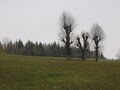 3 Schnaortbäume Herbst Gasibühel1.JPG
