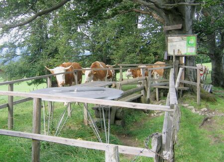 Madwies auf dem 652 zwischen Luft und Plankenstein - Bichelberg