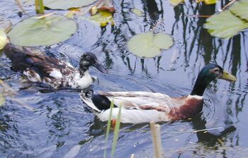 SG Enten am Teich