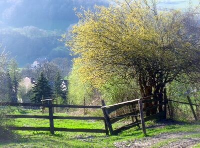Frondirndlblüte beim Scheikl (vulgo Hochteiter)