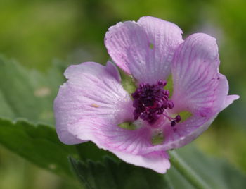 Eibisch blüte.jpg