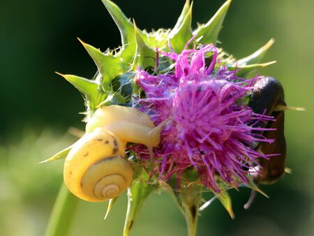 Schnecken auf Mariendistelblüte