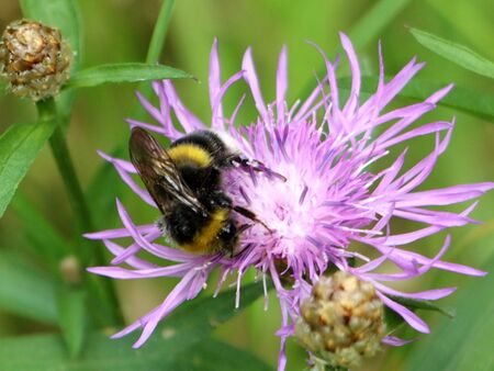 Flockenblume mit Hummel