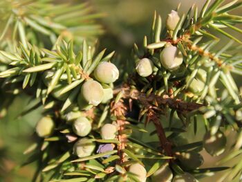 Wachholderbeeren grün