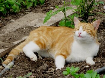 Gartenkatze rot