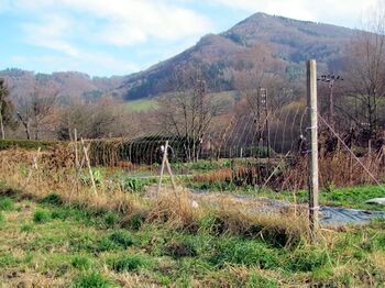 leerer Fisolenzaun im Winter