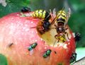 Apfel mit Wespen.jpg