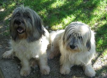 Wastel und Lilo die beiden Steinschaler PON's