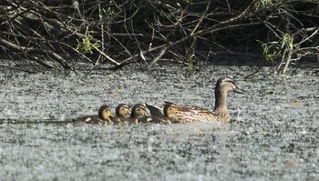 Kleine Enten im auf dem Steinschaler Teich