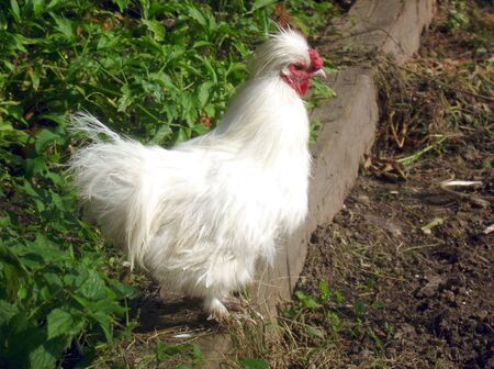 Huhn als Bodenbearbeiter