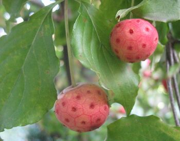 Cornus Kousa - Blütenhartriegel