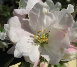 Birnbaumblüte einzeln